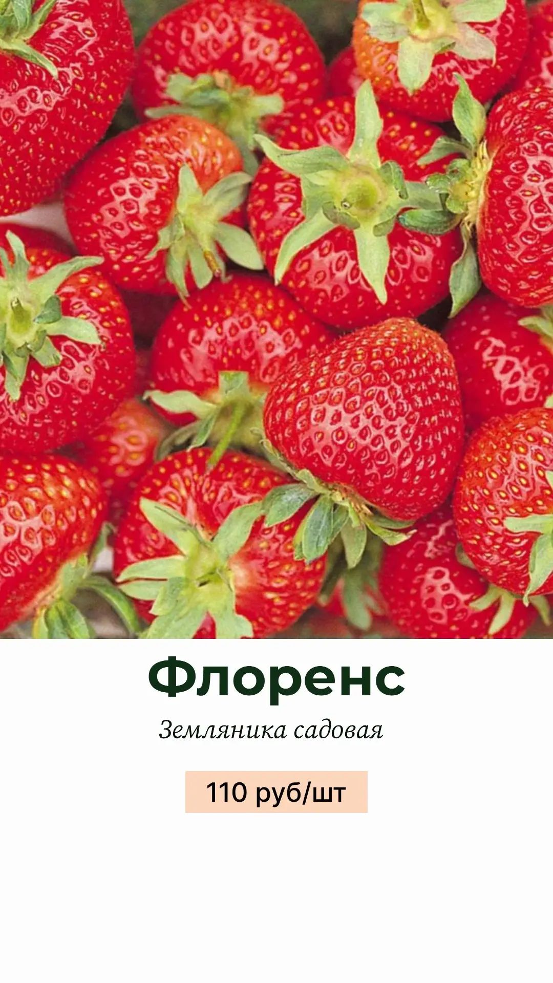 🌱 В продаже в наших теплицах! 🍓