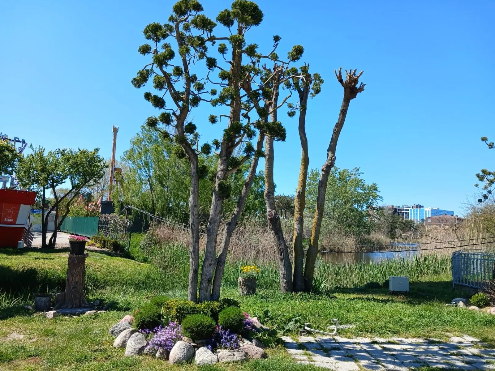 🌳 Японское искусство выращивания мини-деревьев «Бонсай» в Детском парке Анапы