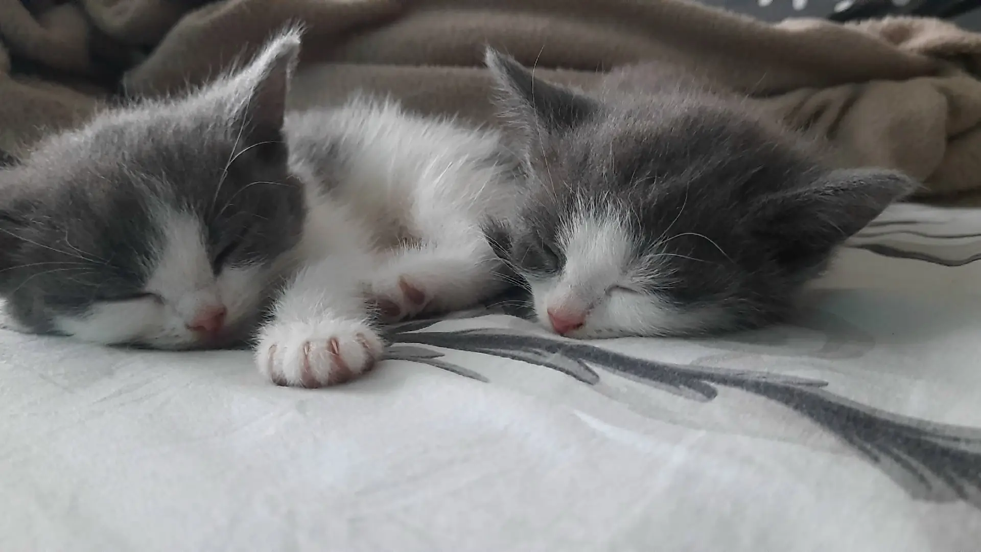 Отдам котят в добрые руки, все девочки. Кушают сами, к лотку приучены.