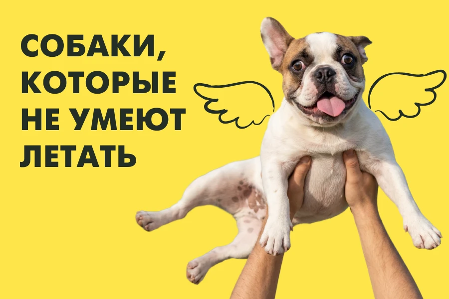 Наука утверждает, что собаки не летают. Наука врёт!

Мы провели исследование (на кухне, пока никто н