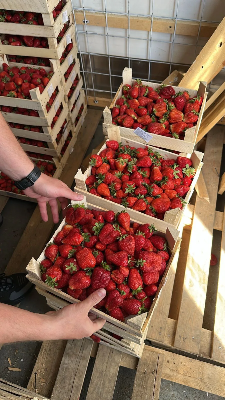 В наличии 🍓Крупная, очень сочная