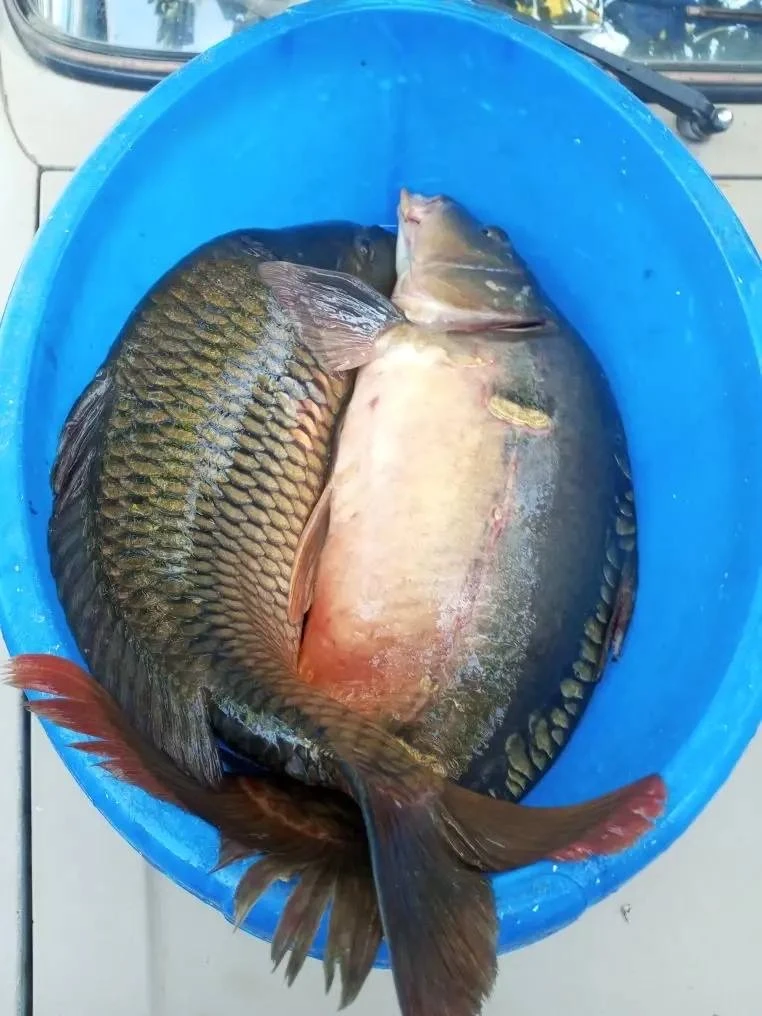 Лебеди , ловил на бетонке, вот таких красавцев удалось взять 🐠🐠🐠🔥 Спасибо за фотоотчет Игорю 🐠   При