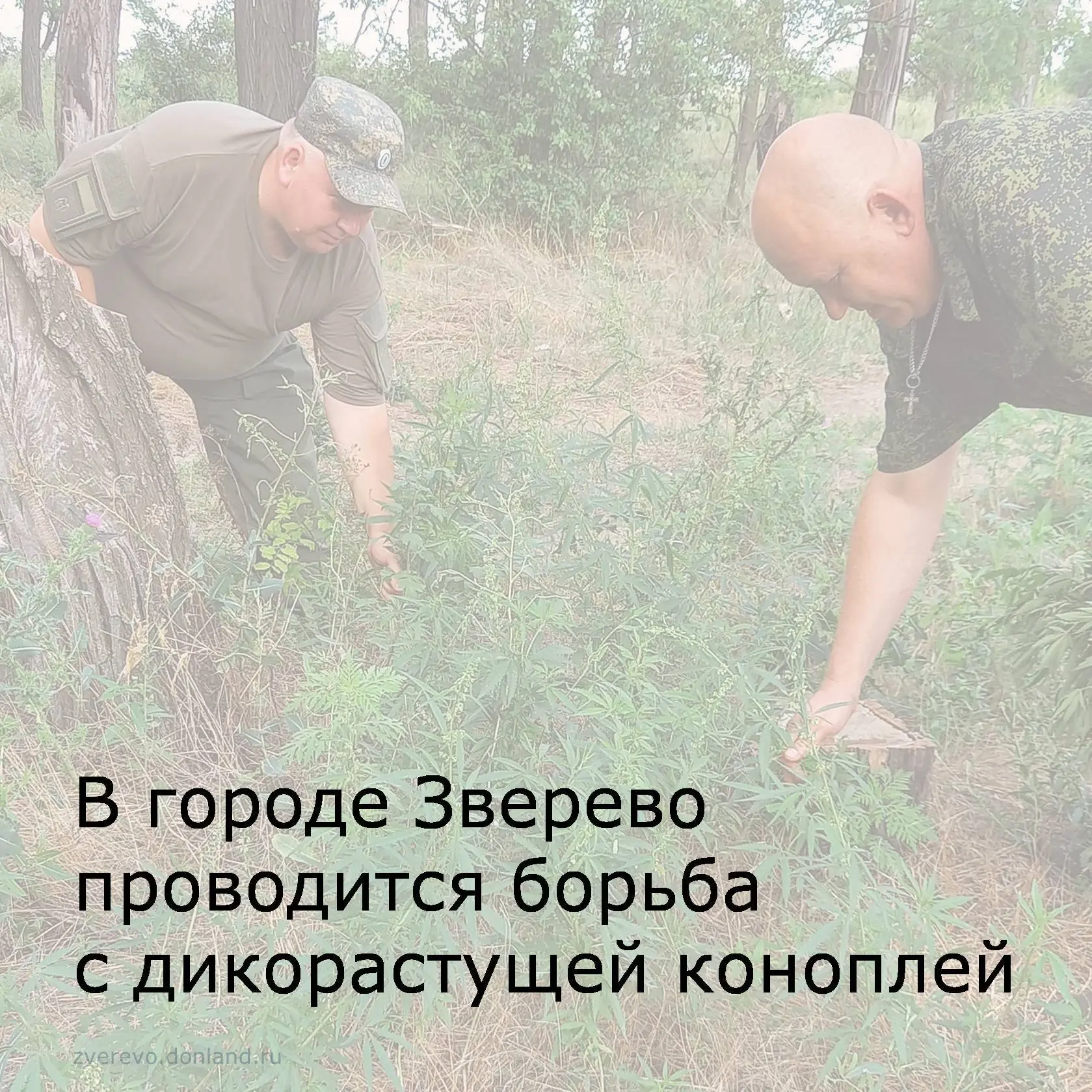 В городе Зверево прошел второй этап областной антинаркотической акции «Единый день борьбы с дикораст