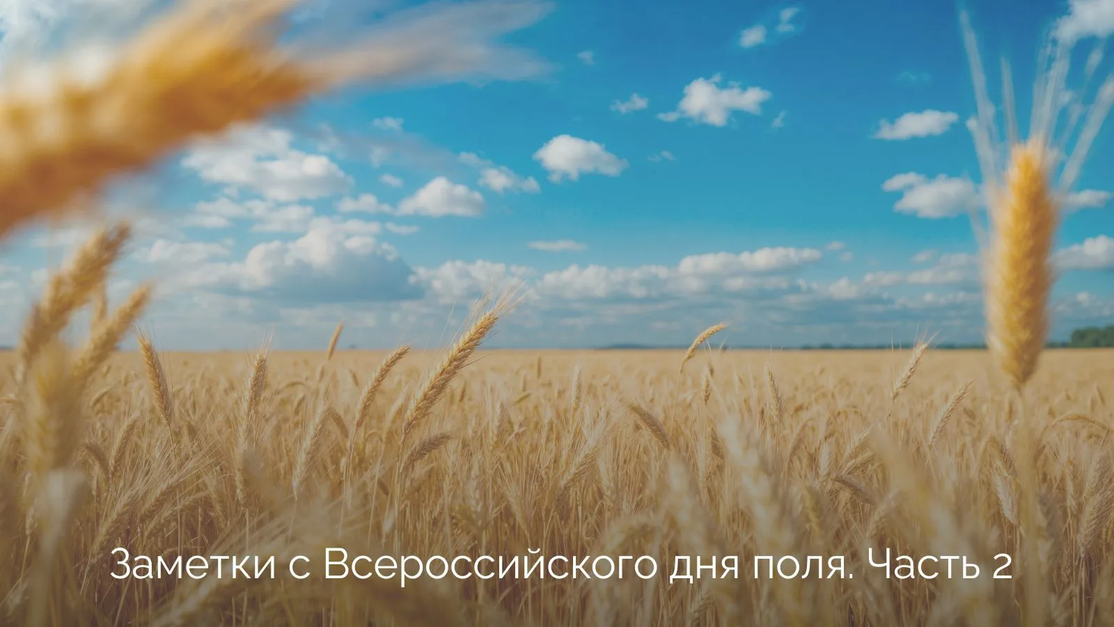 Еще несколько заметок с Всероссийского дня поля 🚜