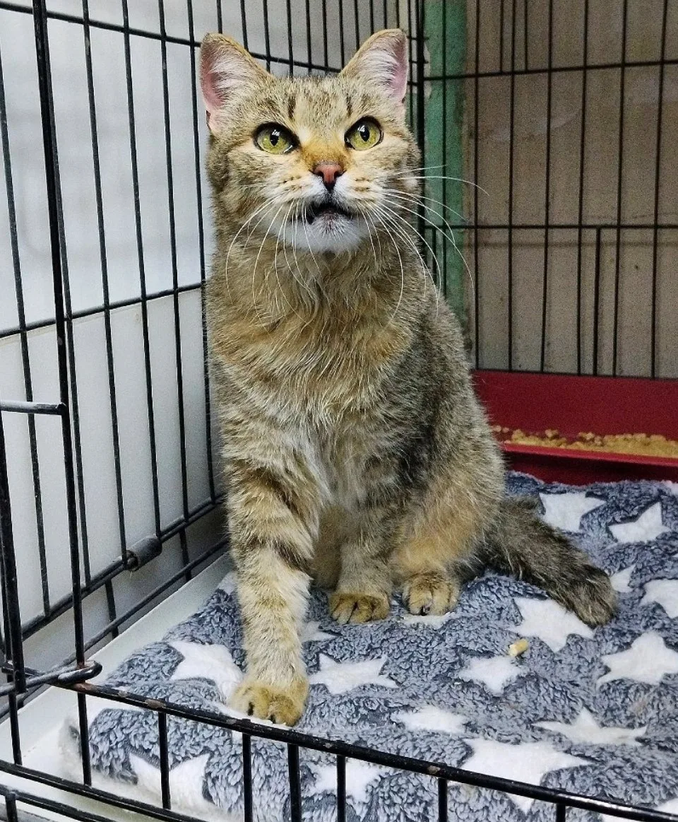 Встречаем новенькую кошечку с передержки по имени Сплюшка. Ей 10 лет и за её хрупкими плечиками труд