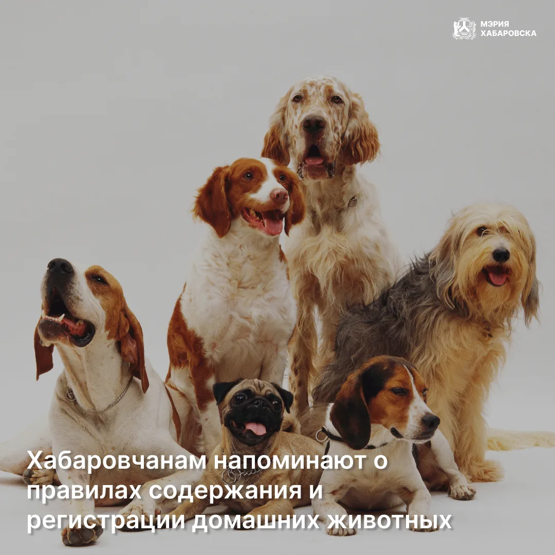 🐶 Важное напоминание для владельцев домашних животных в Хабаровске!