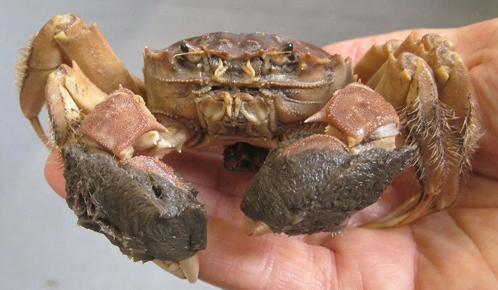 🦀 Мохнатые крабы добрались до Петербурга