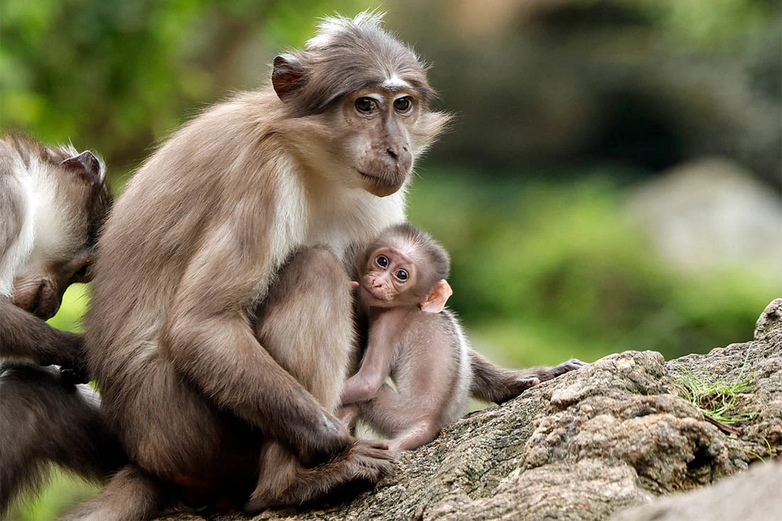 🐒 В Биопарке Валенсии родился детёныш белокоронного мангабея
