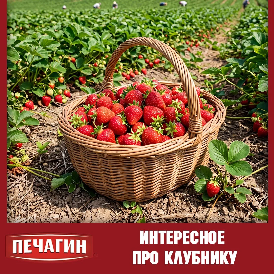 🍓 Необычные факты про клубнику! 🍓

Клубника - любимая летняя ягода, но знаете ли вы о ней вот что: