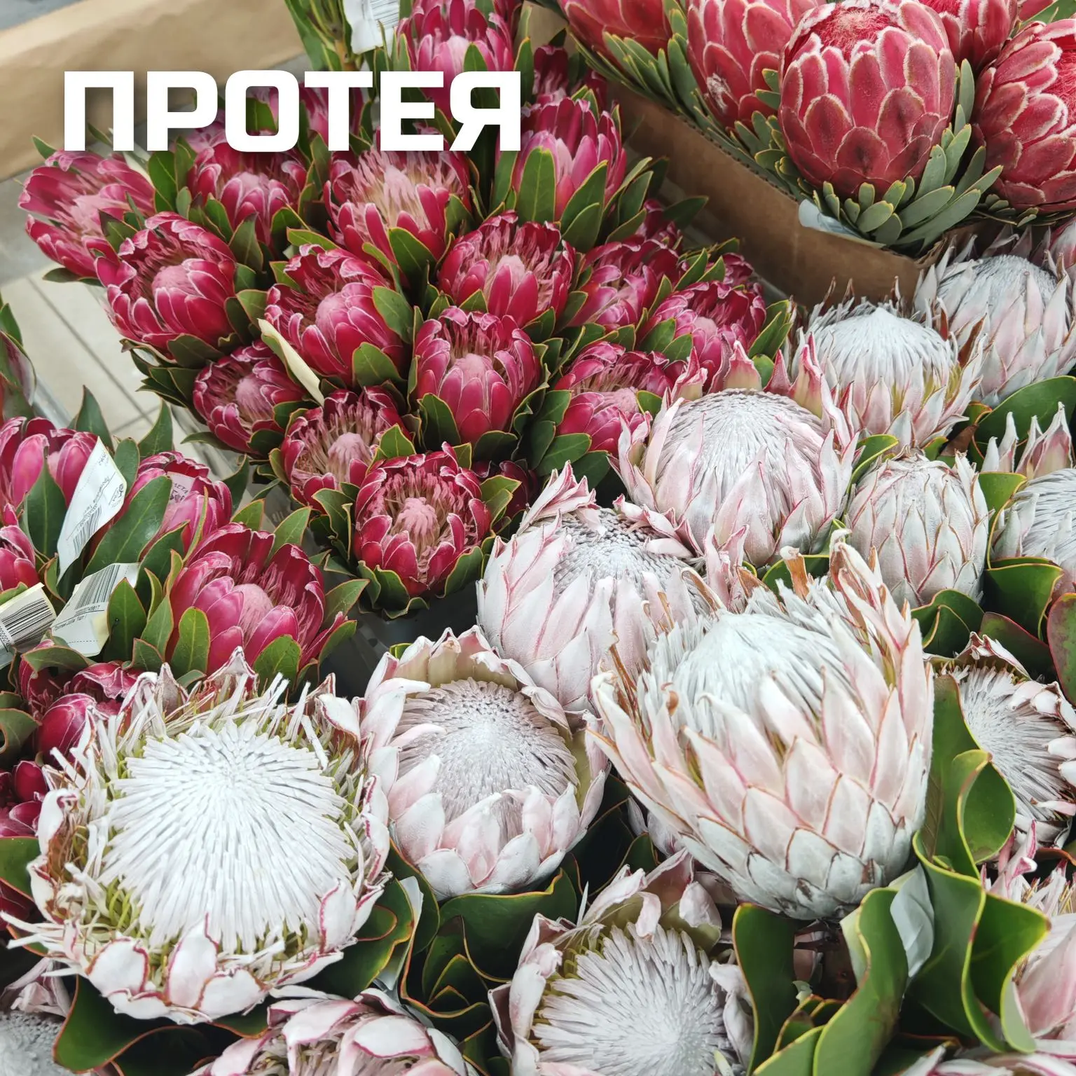 ТОП 5 САМЫХ СТОЙКИХ ЦВЕТОВ🌸 
 
Если Вы хотите, чтобы Ваш подаренный букет радовал получателя как м