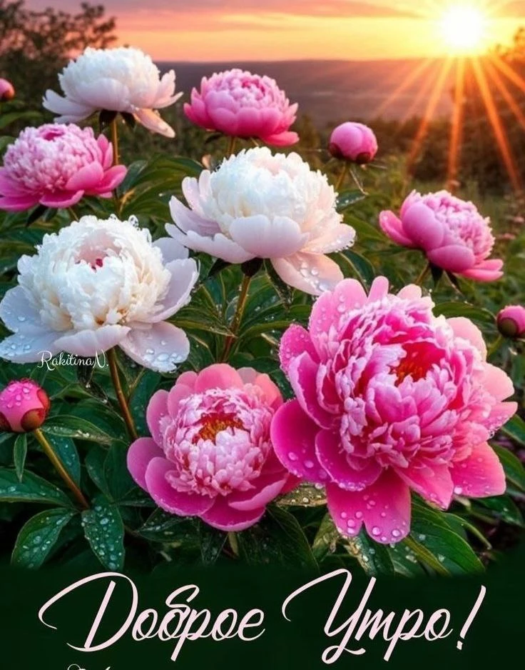 🌿🌸🔶🌿🌸🔶🌿🌸🔶 

Начинайте жизнь с утра
Обязательно с добра!
Добрых слов и добрых взглядов,
Добр