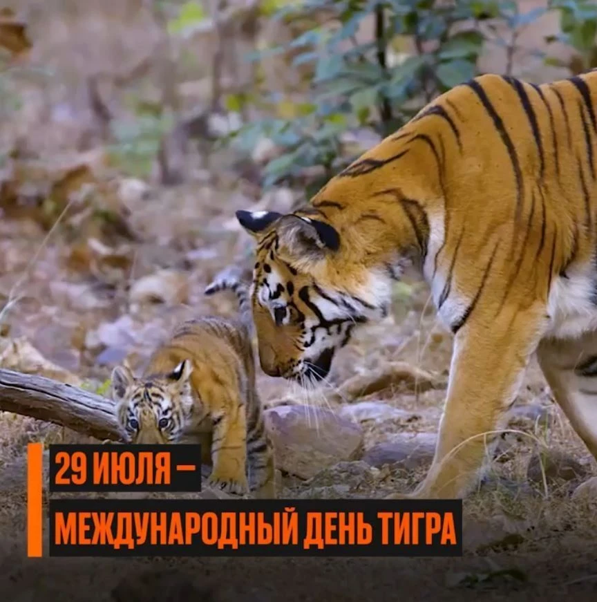 🐅 Амурский тигр — настоящий хозяин дальневосточной тайги и символ силы дикой природы
 
В честь Межд
