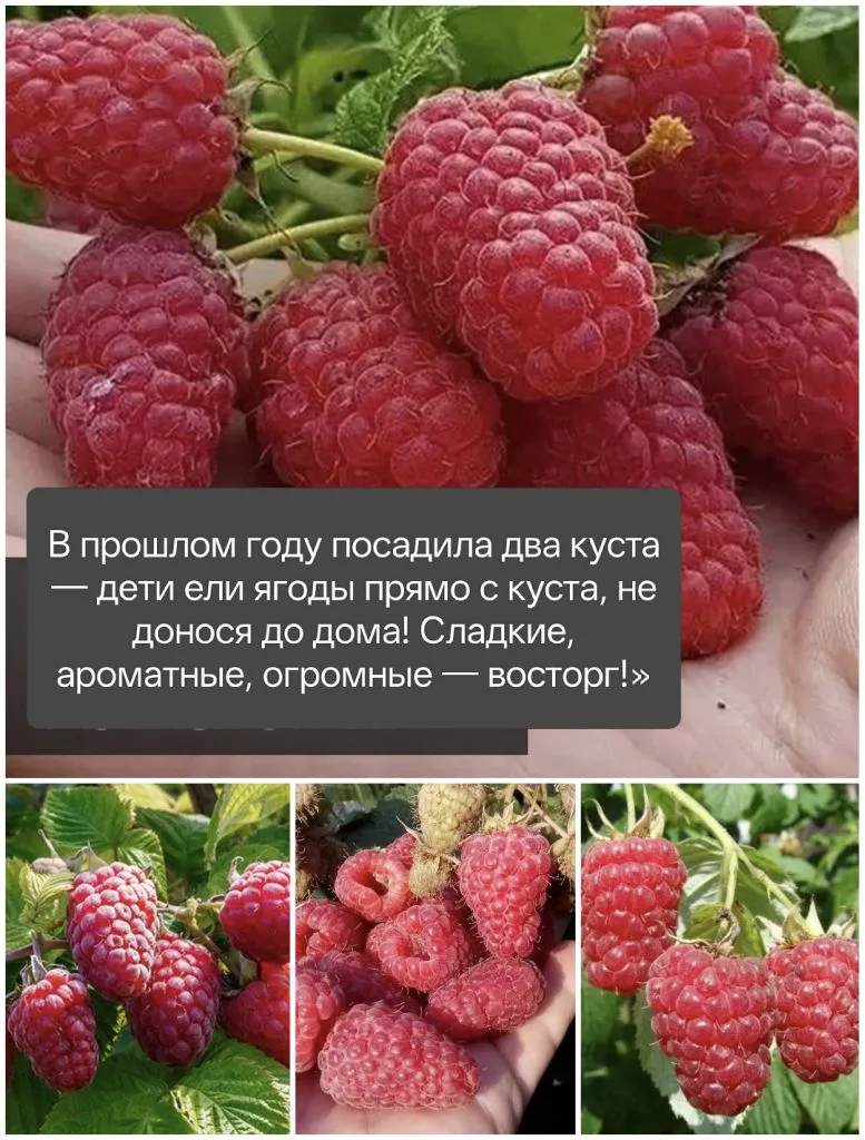 ЭКСКЛЮЗИВный сорт МАЛИНЫ 🛑