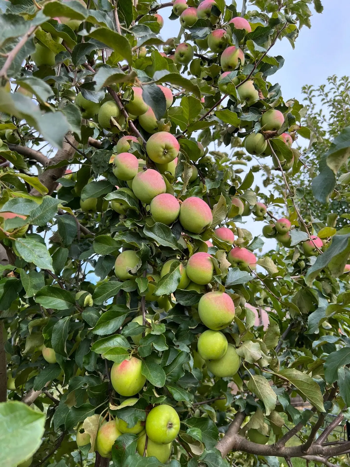 Июньский опад завязей на яблонях: норма или катастрофа? 🍎

Вы выходите в сад и видите, что земля по
