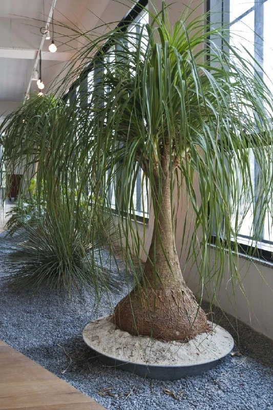 БОКАРНЕЯ (НОЛИНА)🌵