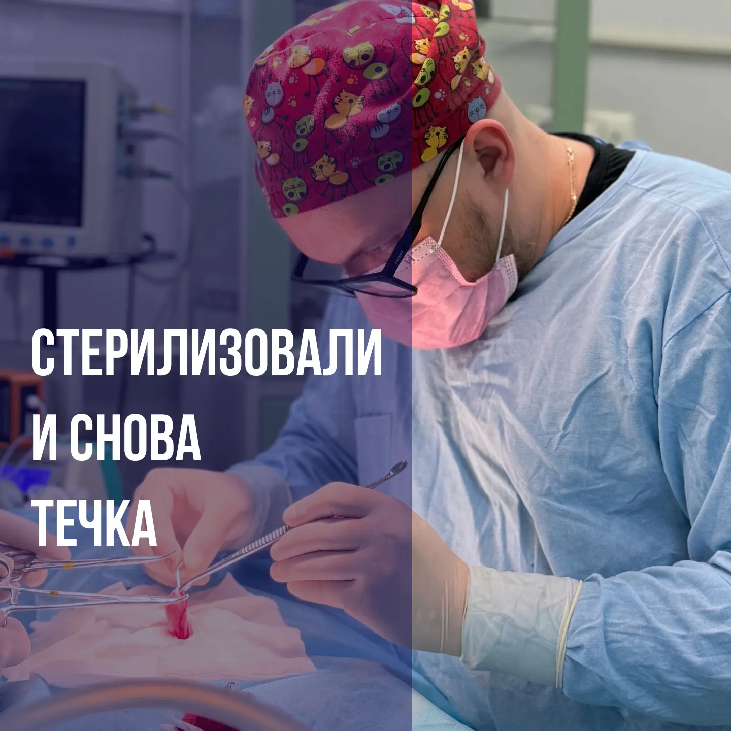 Кошку стерилизовали, а она снова кричит, «просит кота» и ведет себя так, будто операции...