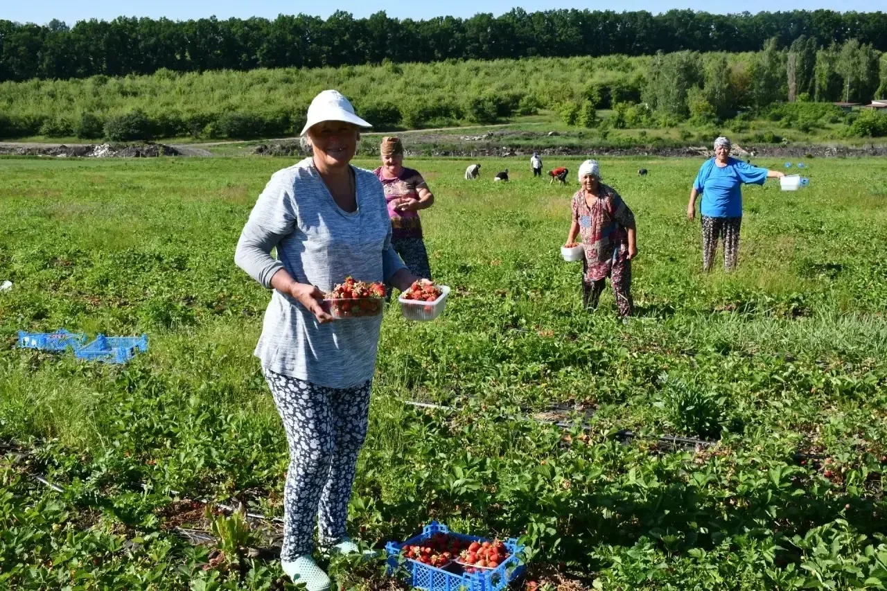 В ООО «Борисовский сад плюс» завершается уборка земляники садовой. Для небольшого хозяй...