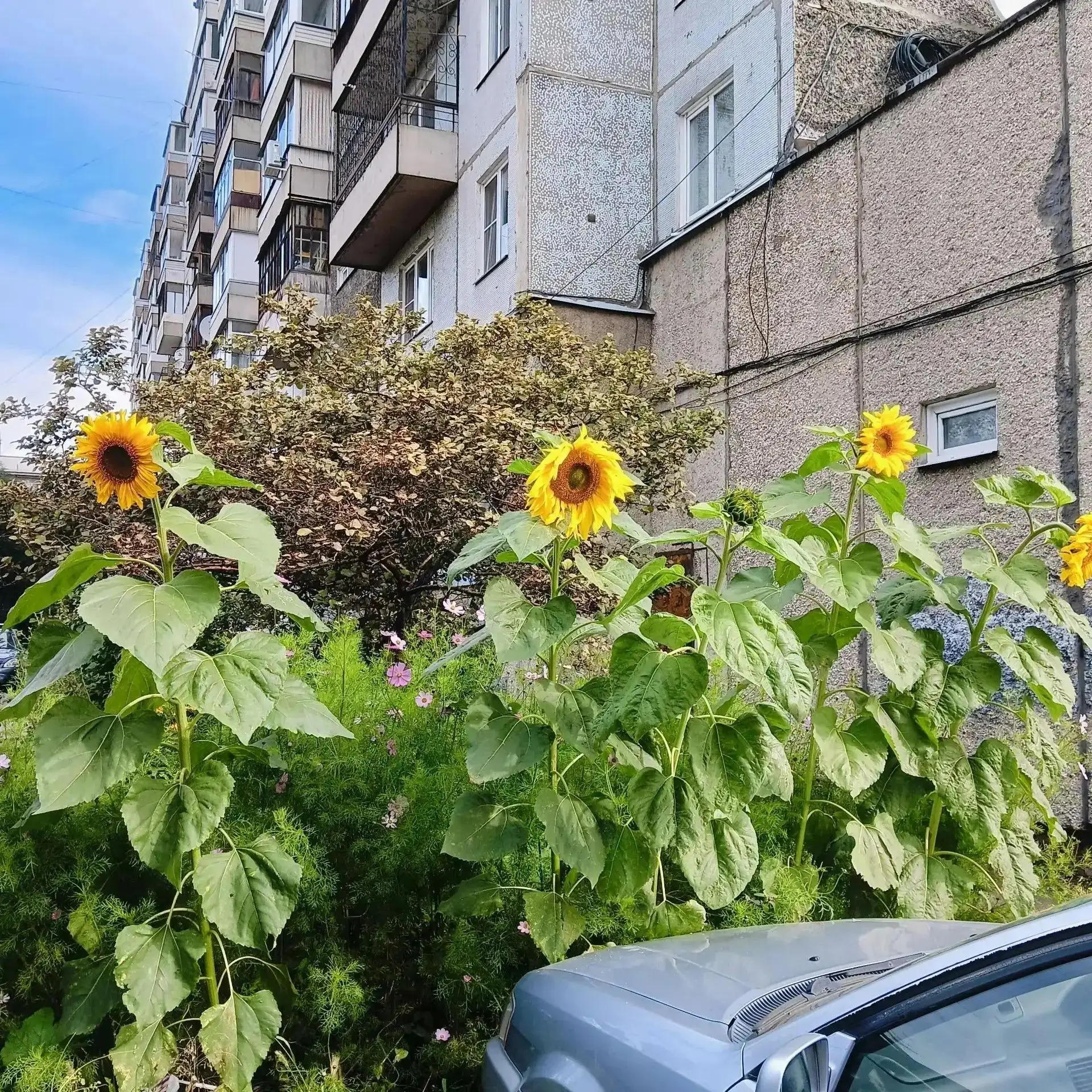 На Краснодарской замечены подсолнухи-гиганты🌻