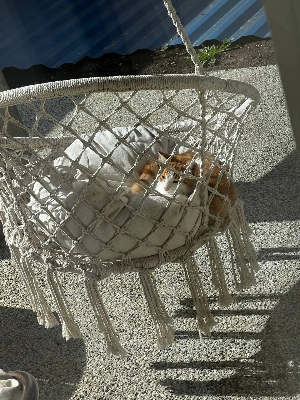 Приблудился кот 🐈