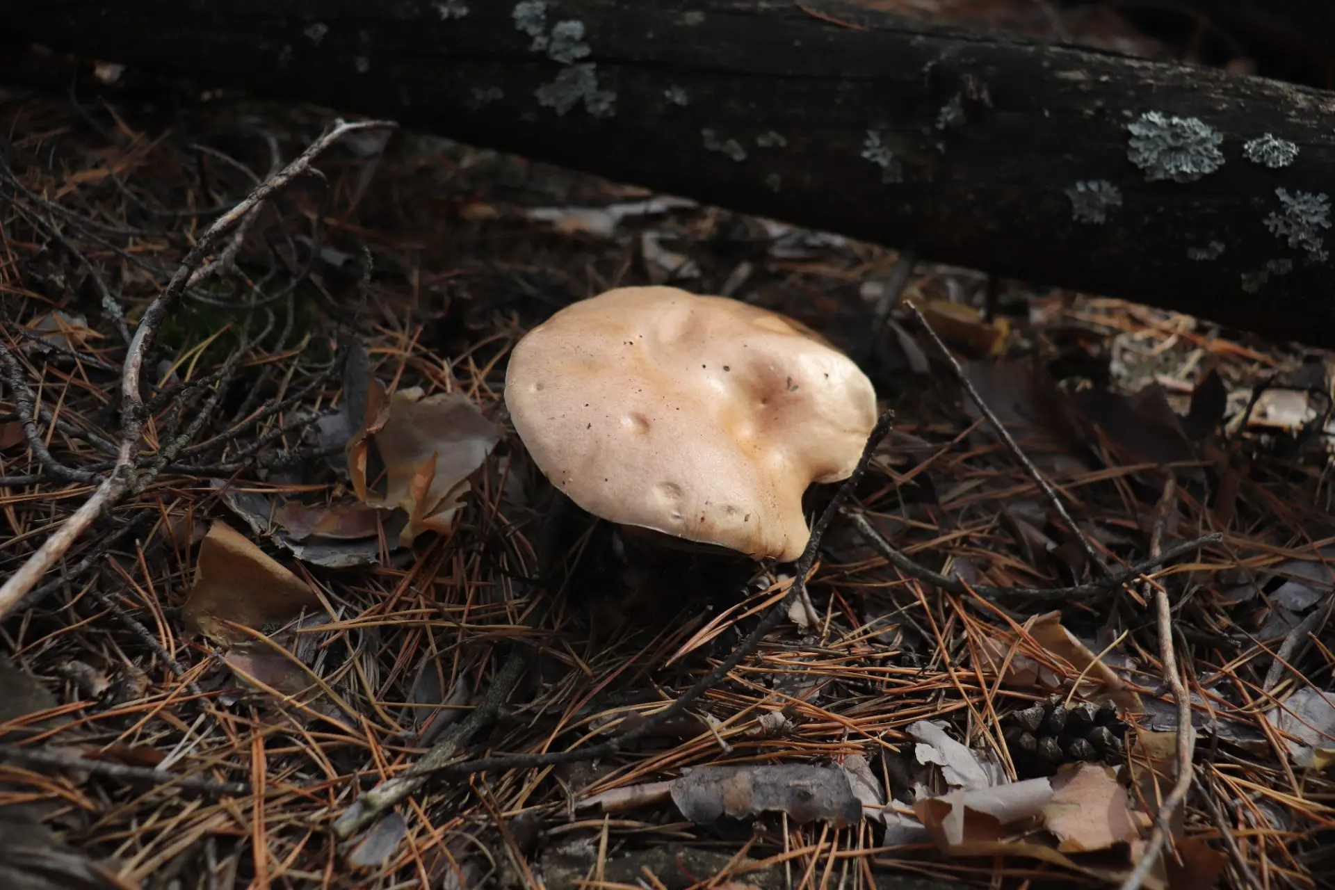 Встретил Козляк (Suillus bovinus), не помню чтоб я его ранее в сосновых борах Воронежск...