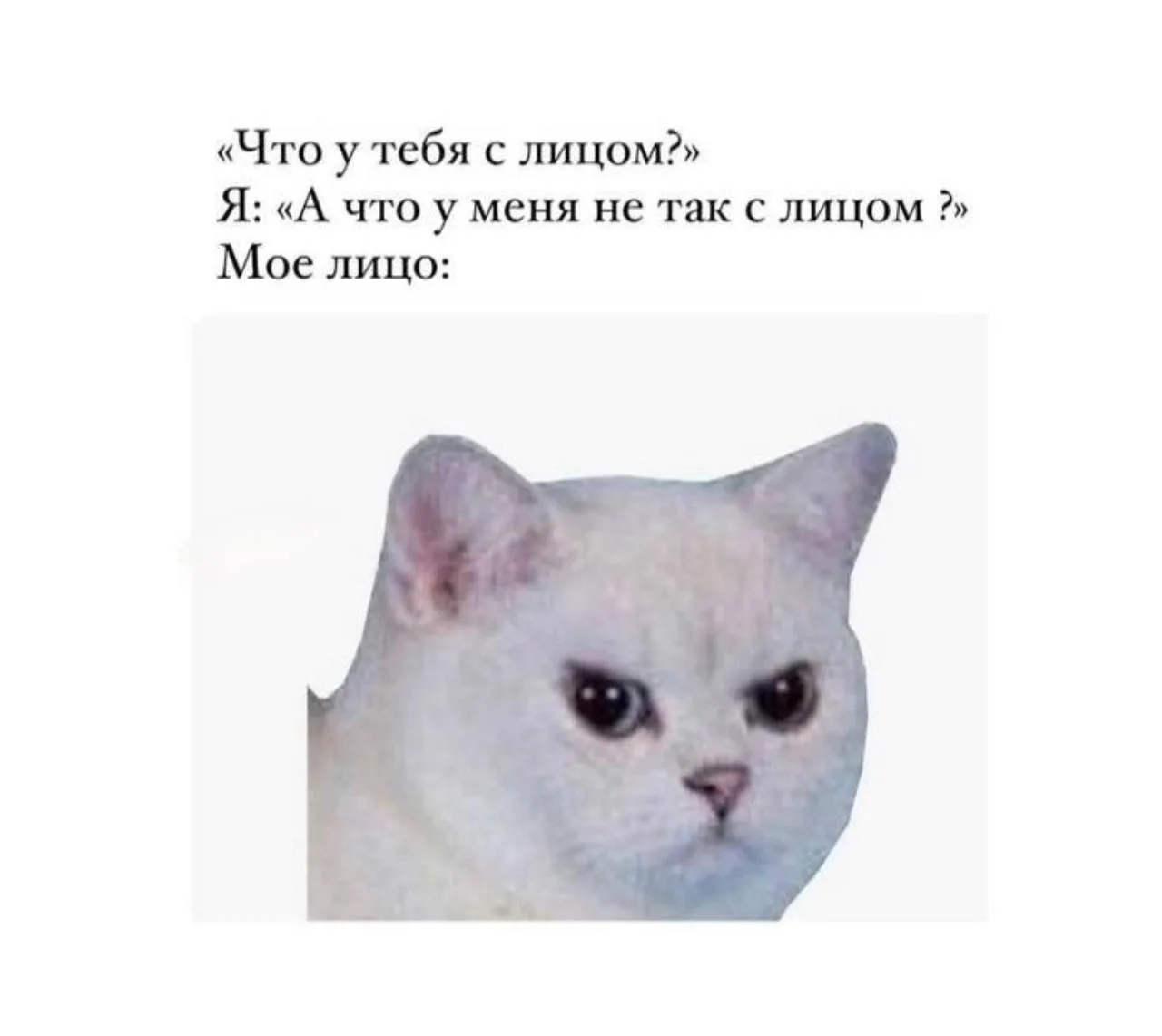 Изображение 1 к публикации «мемы про котов»