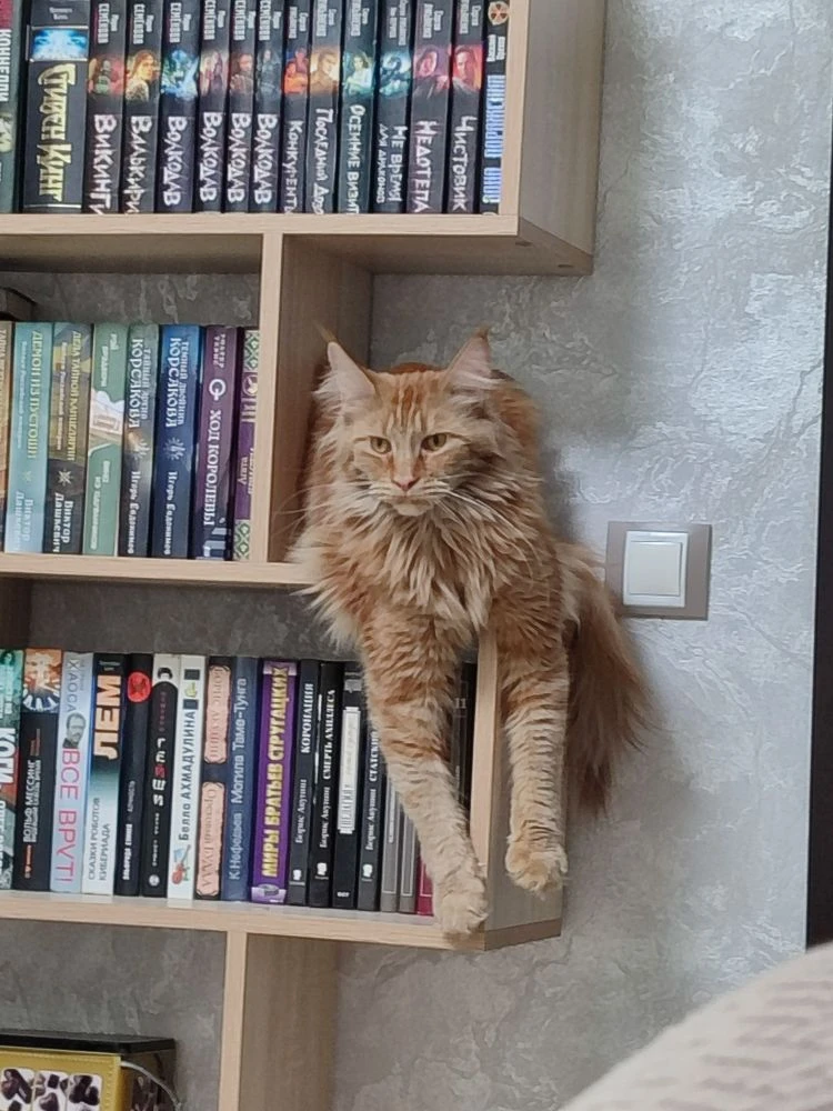 Книги лучше с котом!!!
