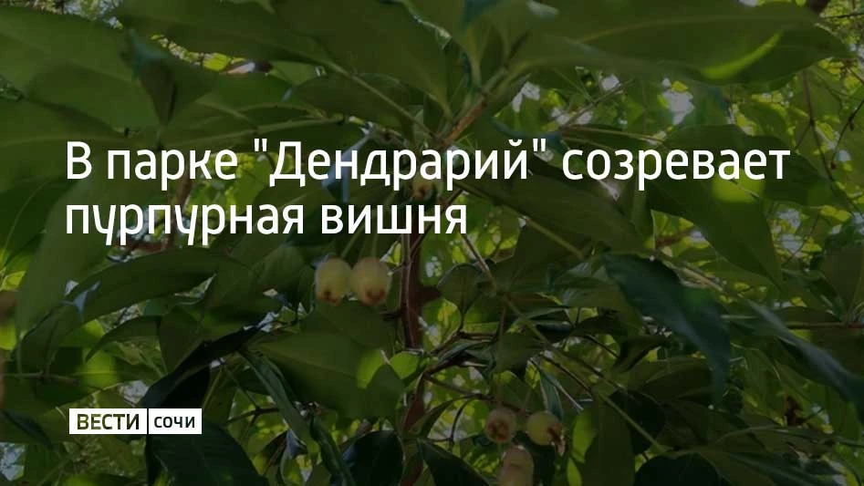В сочинском "Дендрарии" завязались плоды Syzygium paniculatum. Дерево также называют пу...
