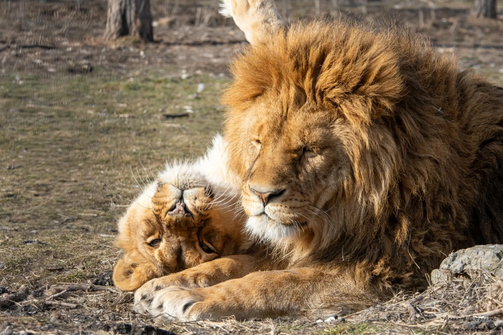 🦁 Львята, дикобраз и новые медведи: в зооцентре «Дино» летнее пополнение.