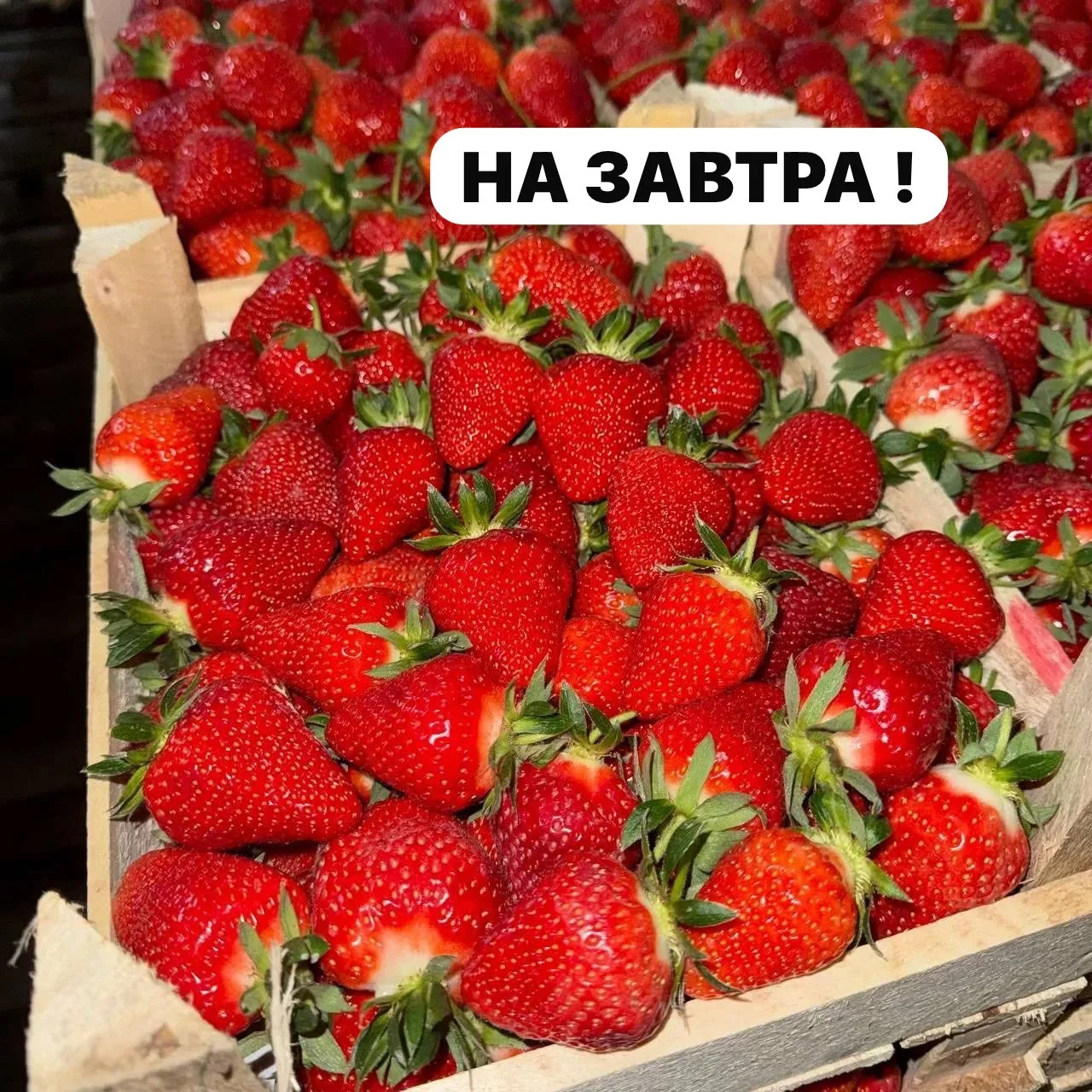 *ДОБРЫЙ ДЕНЬ!!!* 🌞 🌞 🌞 
*ЕЩЕ ПРИНИМАЕМ ЗАКАЗЫ НА ЗАВТРА  НА СВЕЖУЮ КЛУБНИКУ :*                   
