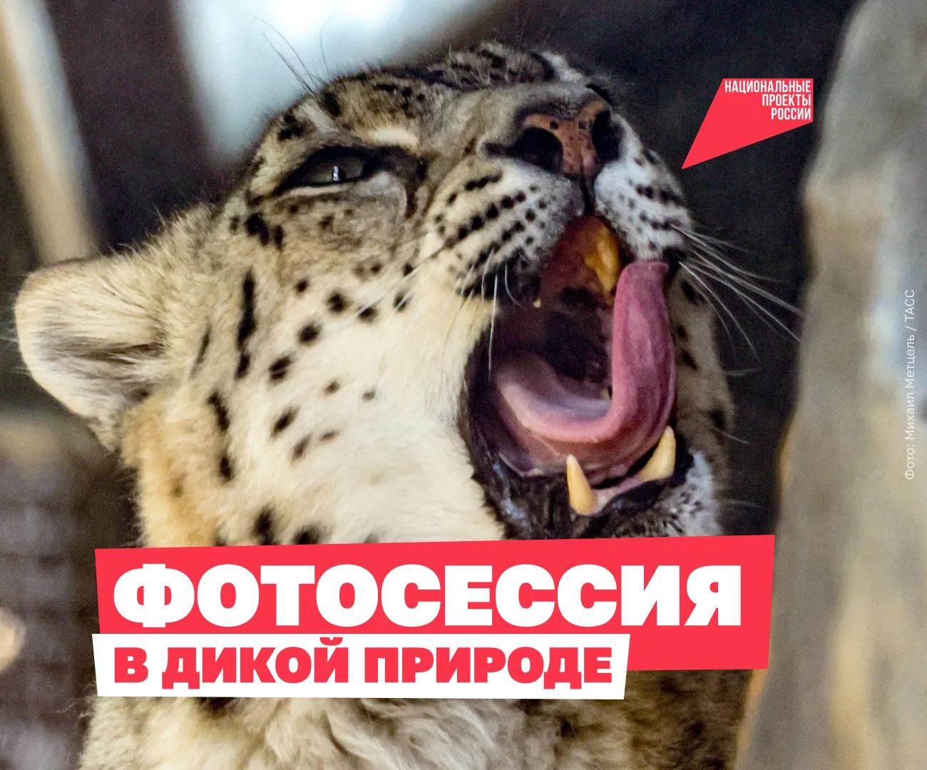 Изображение 1 к публикации «Национальные проекты России»