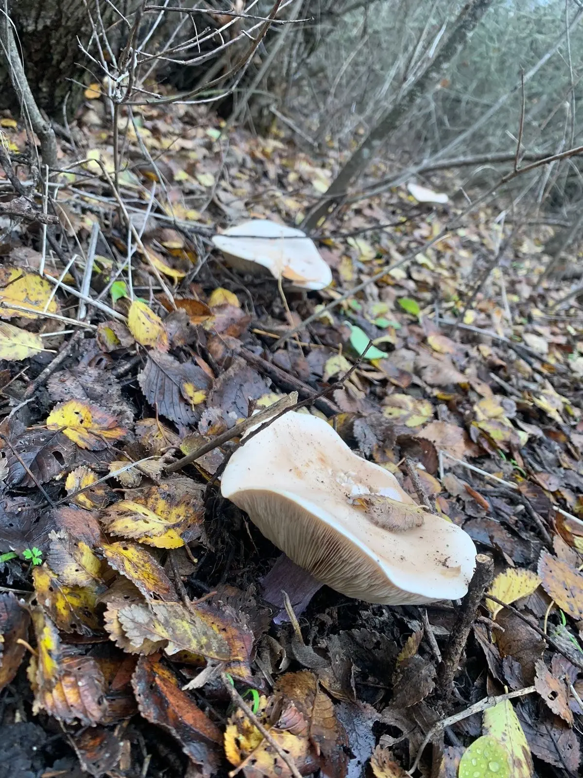 🍄 Спасатели дали волгодонцам советы для похода за грибами