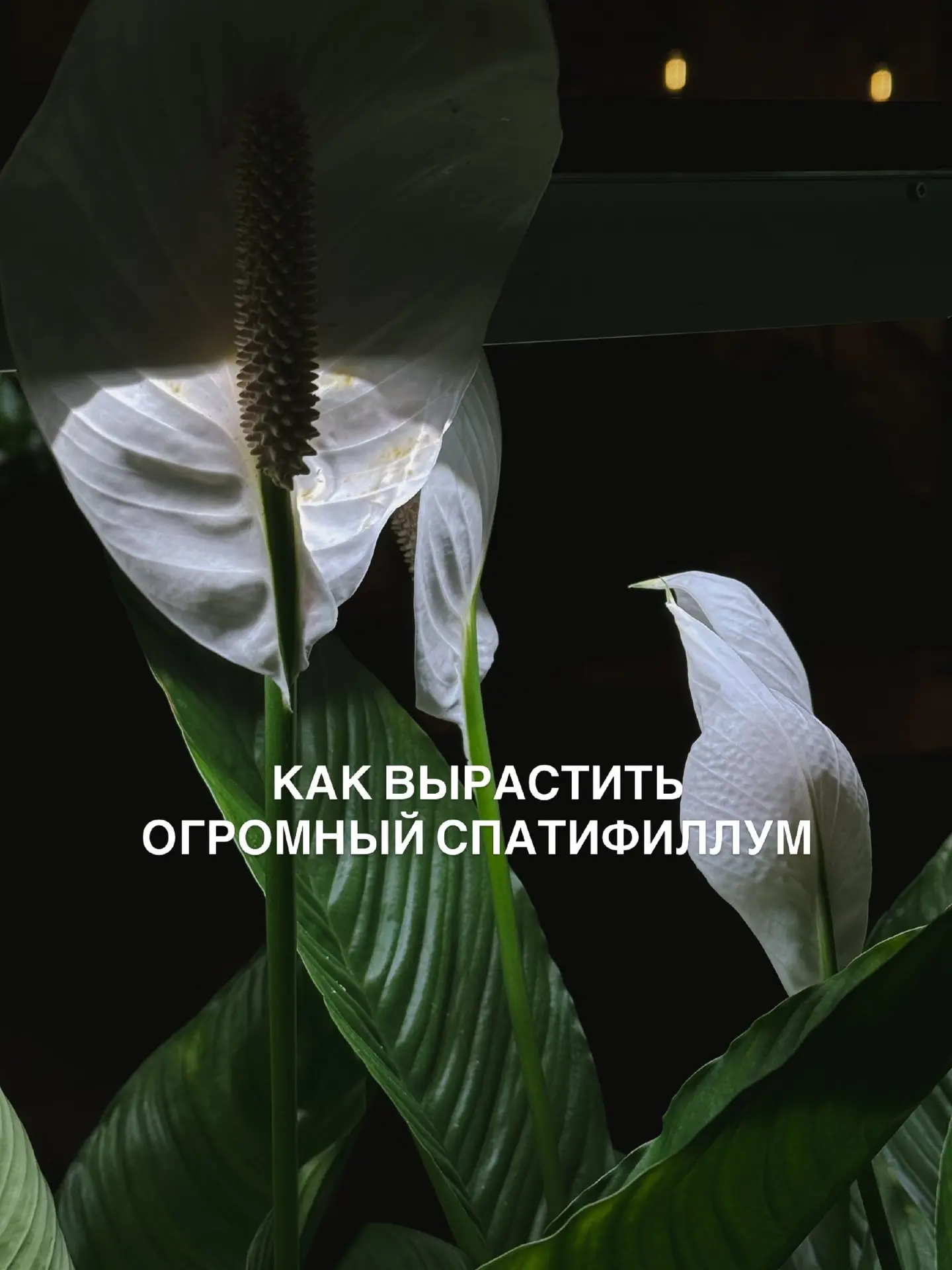 Секреты пышного спатифиллума: как заставить «женское счастье» активно расти и цвести 🌿✨