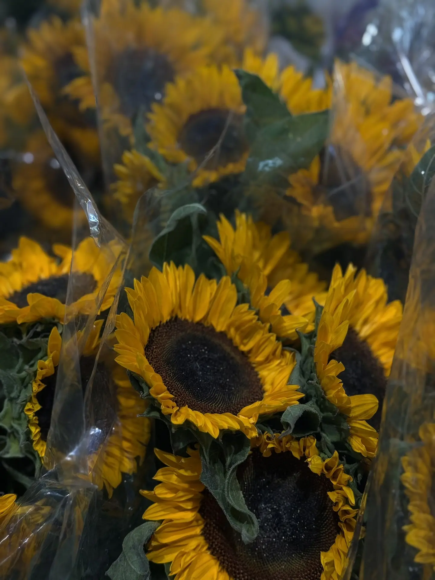 Роскошный подсолнух 🌻