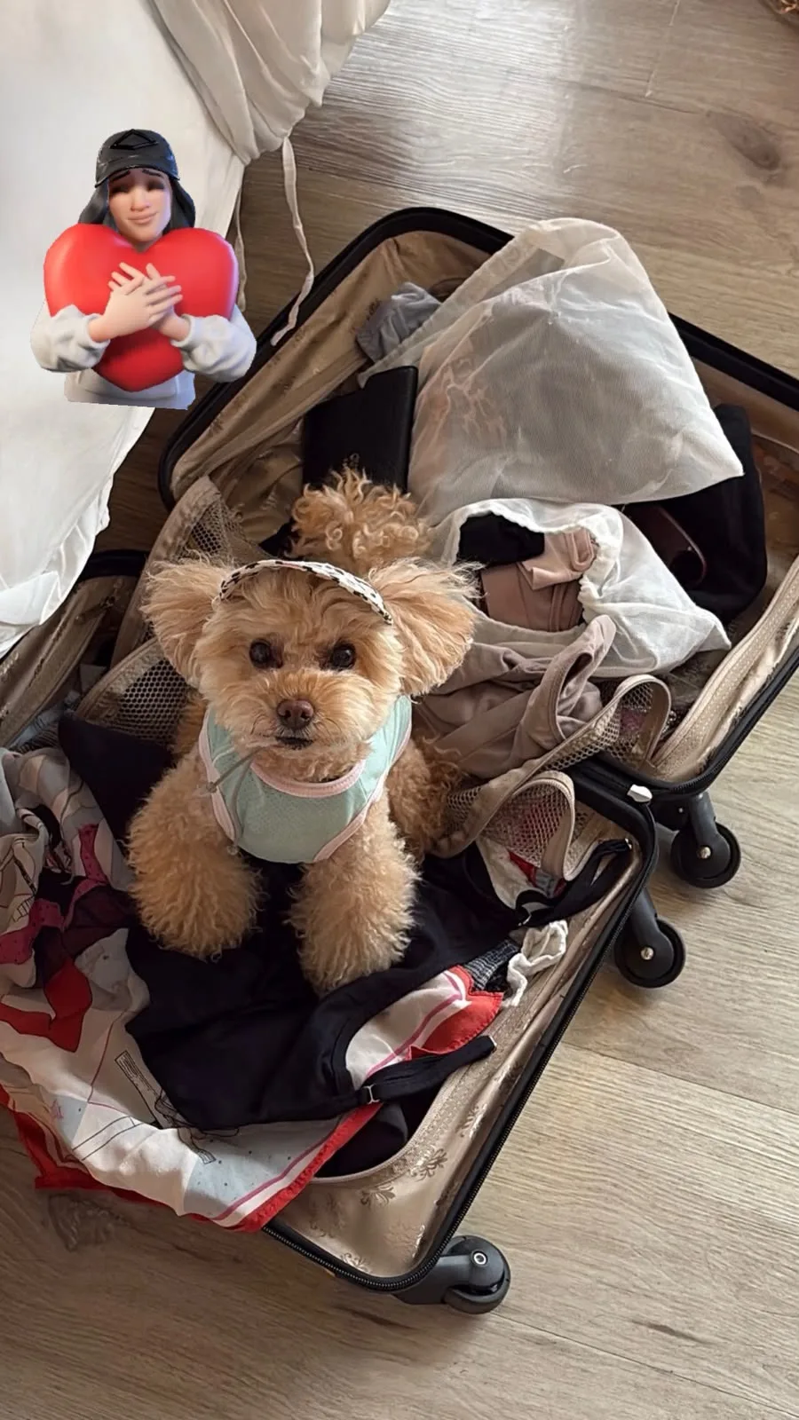 Наш милый путешественник! 🐾✈️