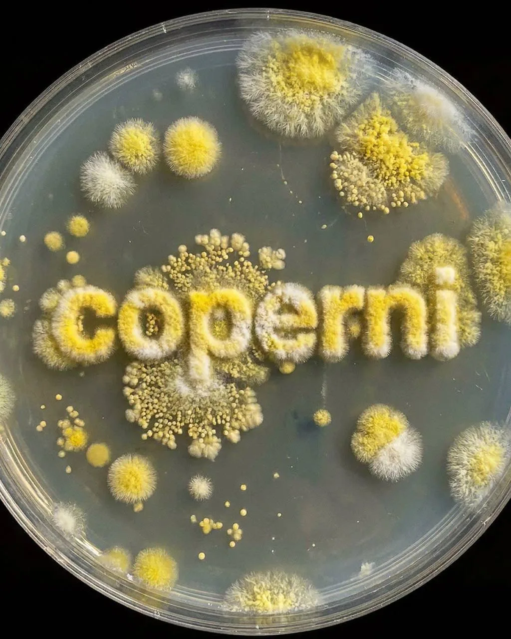 🍄 Сумка, которая «дышит»: Coperni выпустили аксессуар с живой плесенью

Французский бренд, подаривш