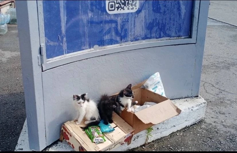 У ТЦ «БУМ» стоит коробка с котятами.