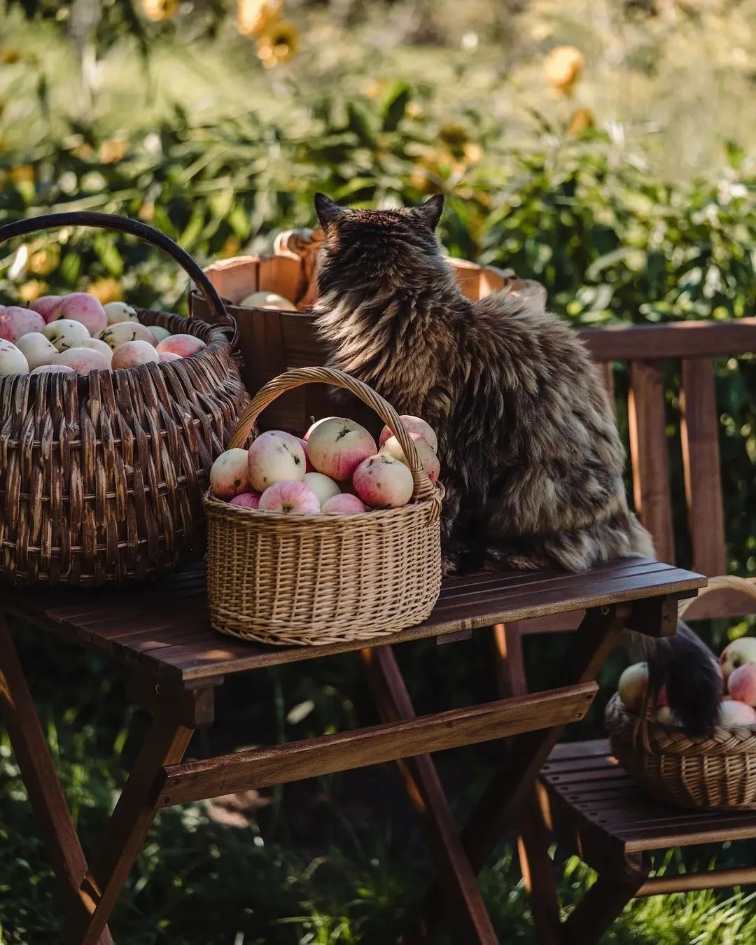 Летние vs зимние яблоки: профессор РОСБИОТЕХа объяснила, какие полезнее 🍏🍎