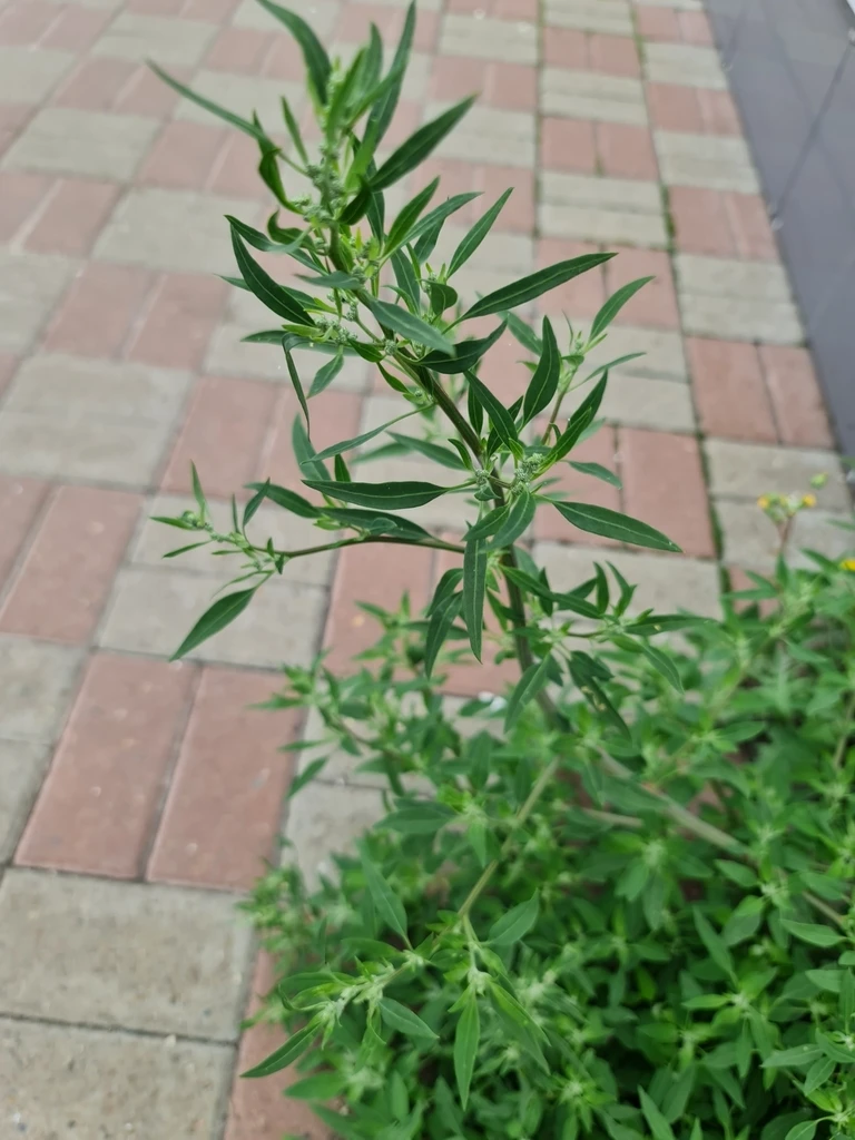 🌿 1-е августа