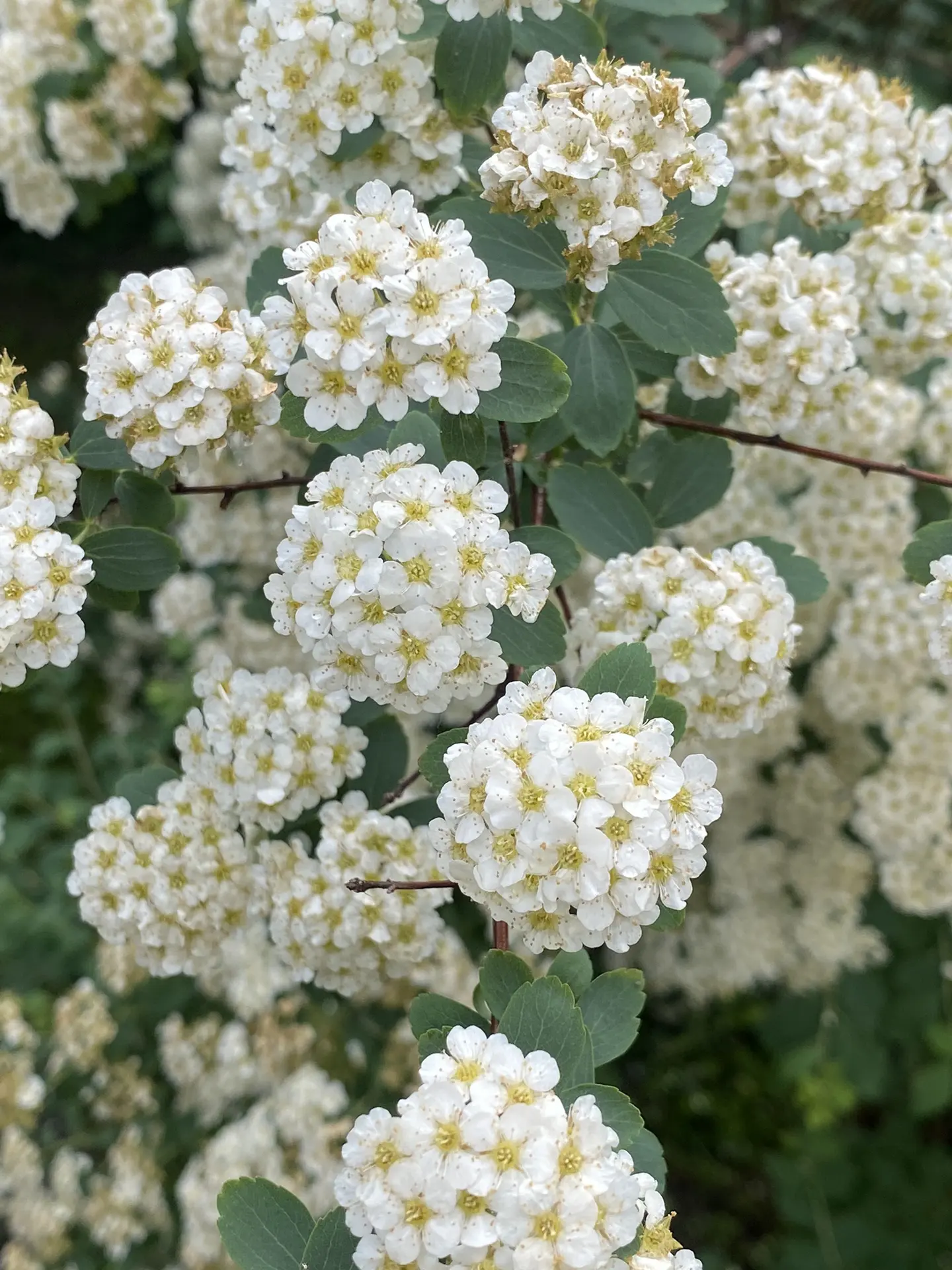 Летняя сказка 🌷