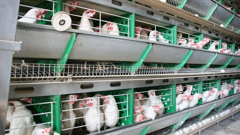 Павловская птичка 🐔