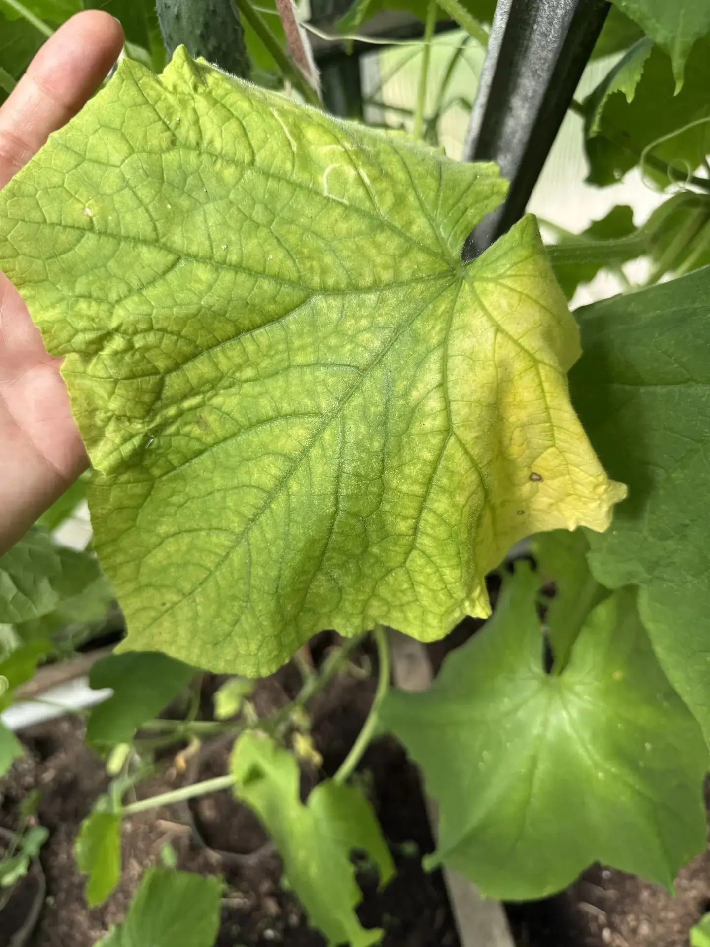 🥒 Листья огурцов в теплице начали желтеть? 

Самая частая ошибка — сразу искать «волшебную подкормк