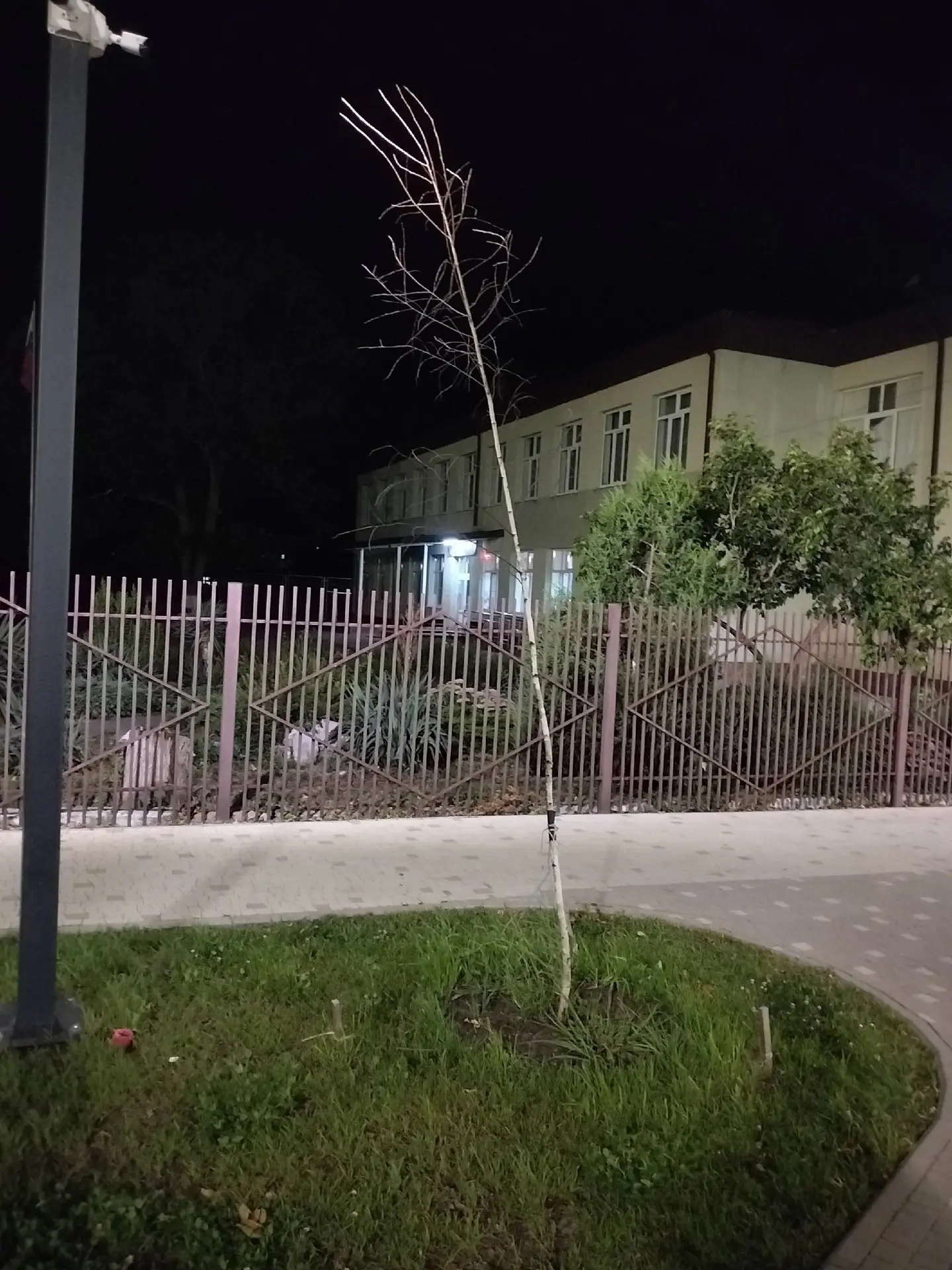 Вот так выглядят половина берëзок. В прилегающей территории школы номер 3. Их кто-то по...