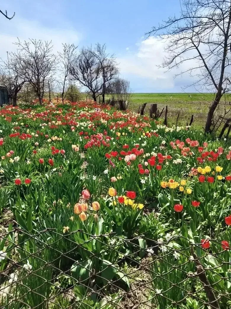 🌷🌹Наши подписчики продолжают делиться цветочным великолепием своих клумб.  Вы только посмотрите, как