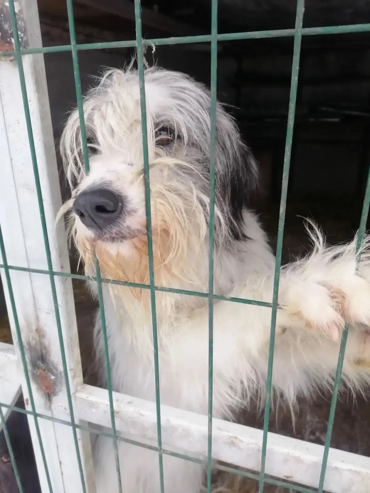В Тольятти появится новый приют для животных 🐈🐶

Министерство градостроительной политики Самарской