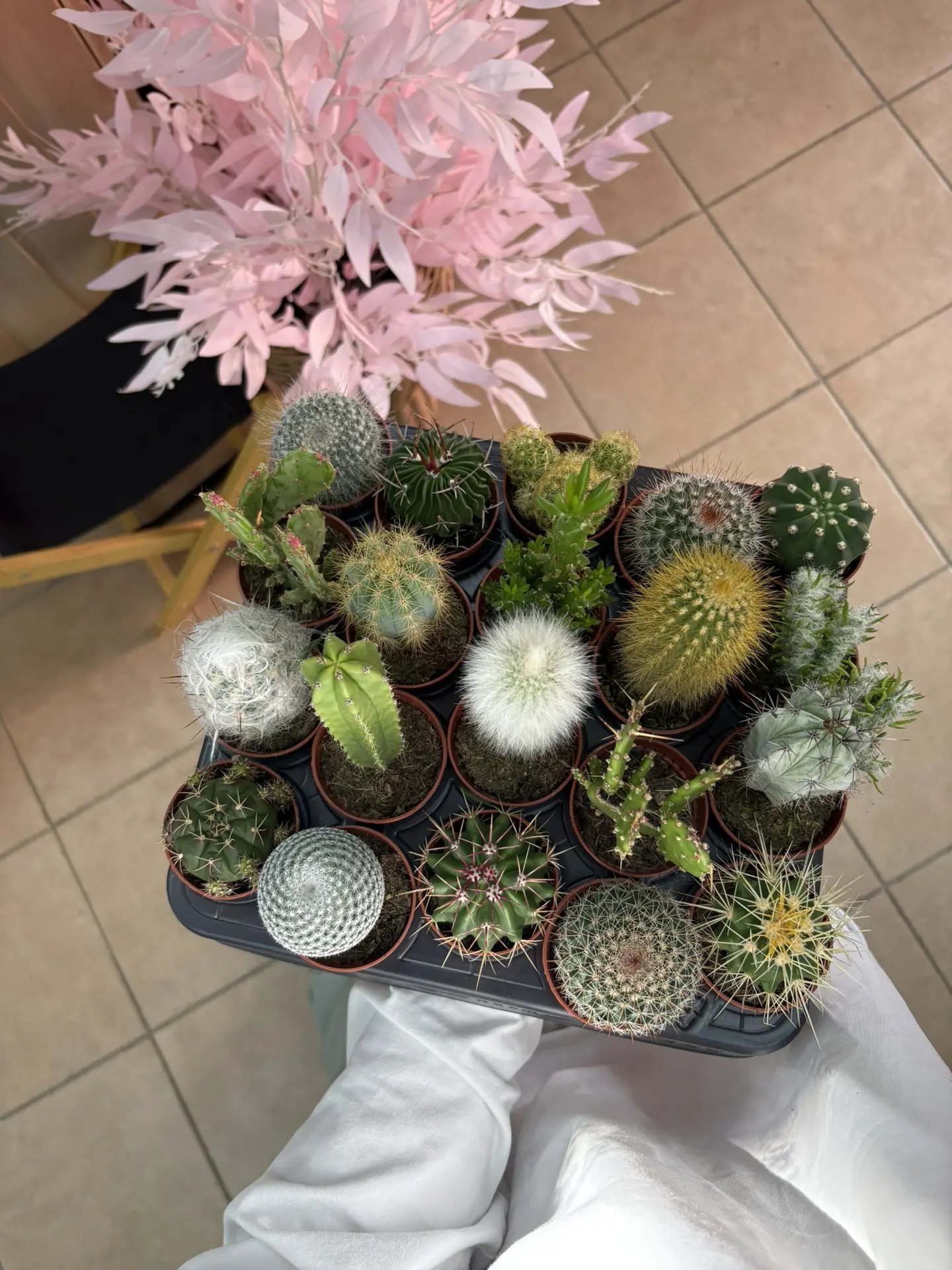 преступлением было бы не показать завоз кактусов🤩🌵