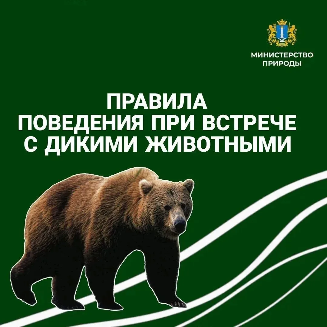 🐻Жители Ульяновской области все чаще встречают медведей в лесу