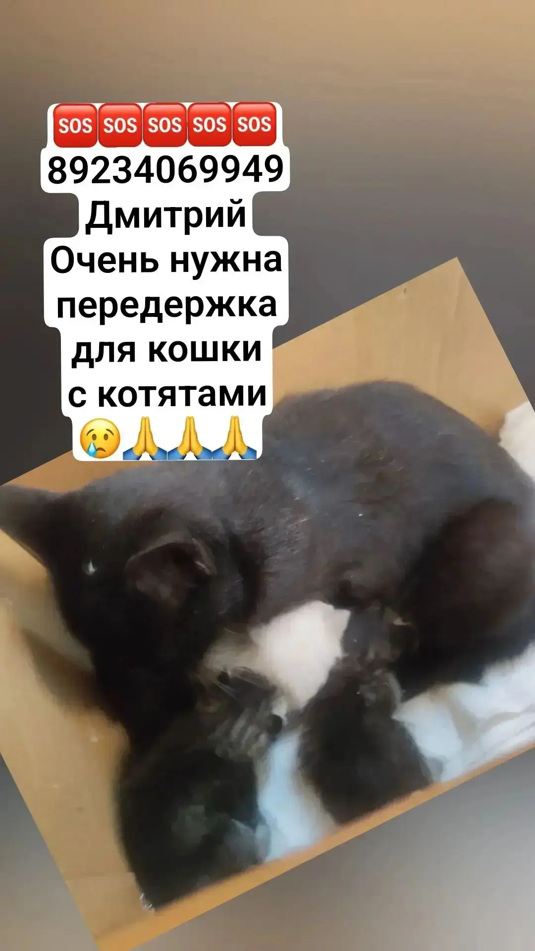 Человек сидит в заброшке с кошкой и котятами, ждёт помощи и откликов😢🙏