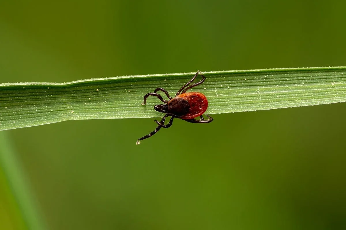 🕷️ В Тверской области — осенняя активность клещей