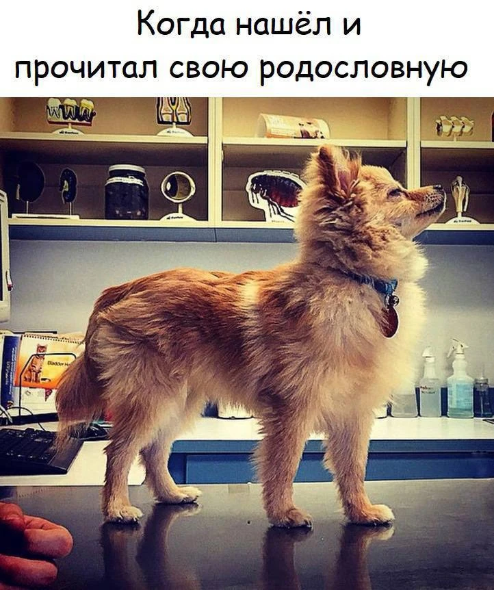 Шерстяной дружок 🐶