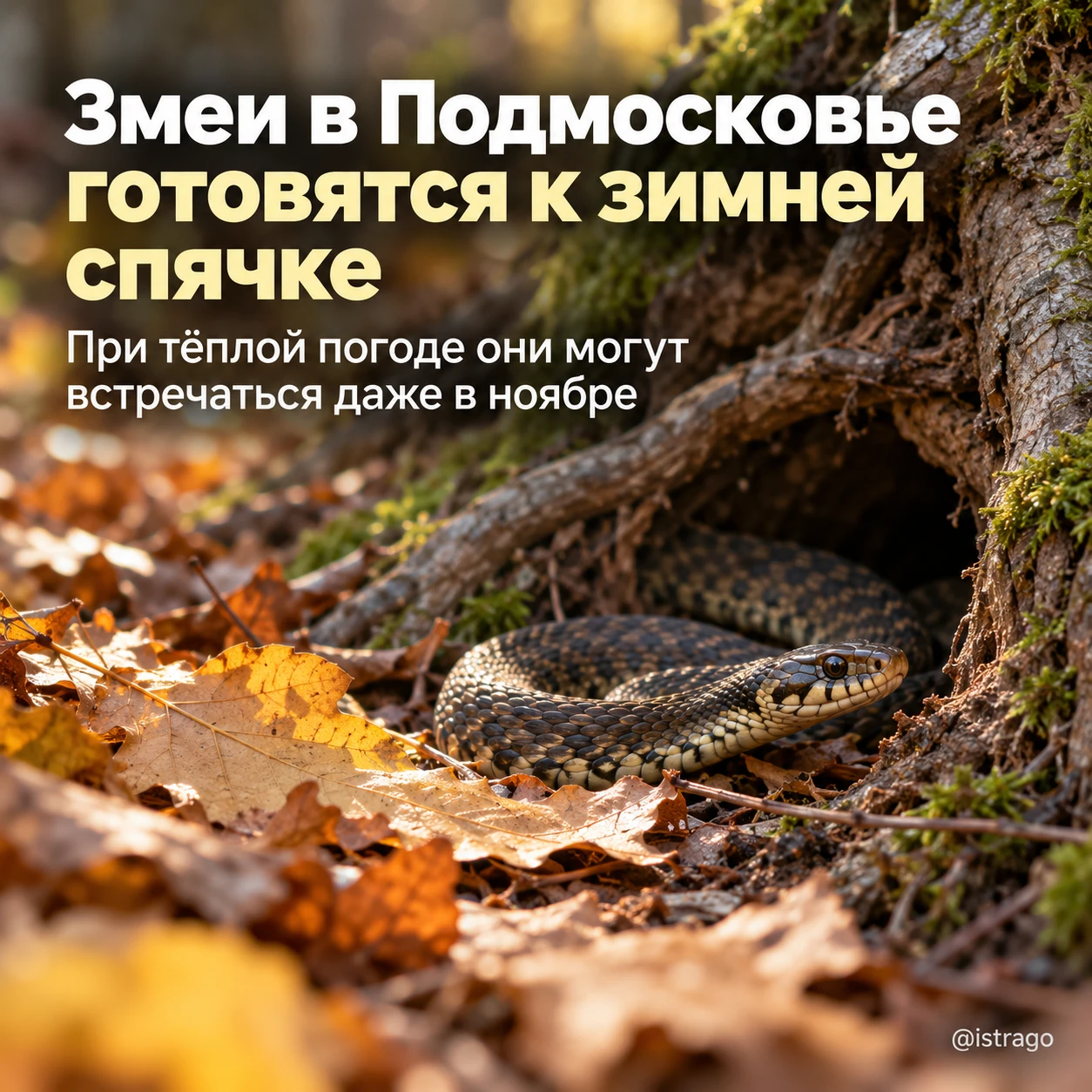 Змеи в Подмосковье готовятся к зимней спячке
